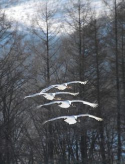 北海道の開拓②－屯田兵について